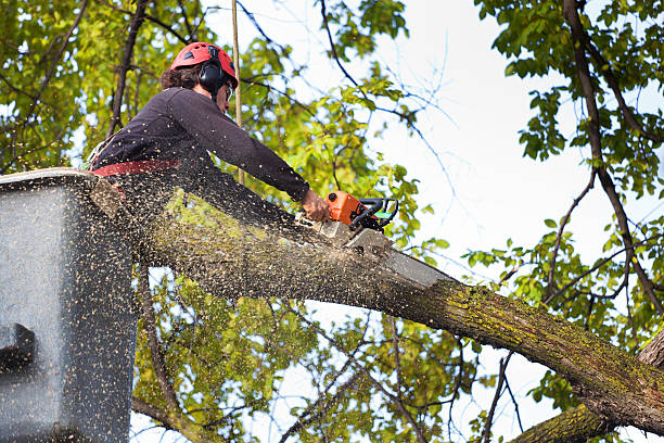 Tree and Shrub Care